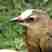 Apolinar's Wren